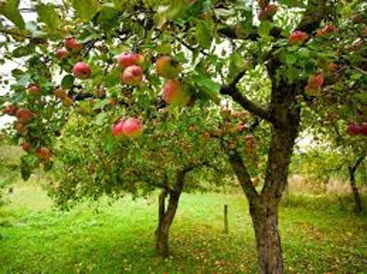 <p>Plants that live through more than one growing season</p>