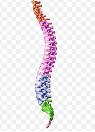 <p>spine area </p>