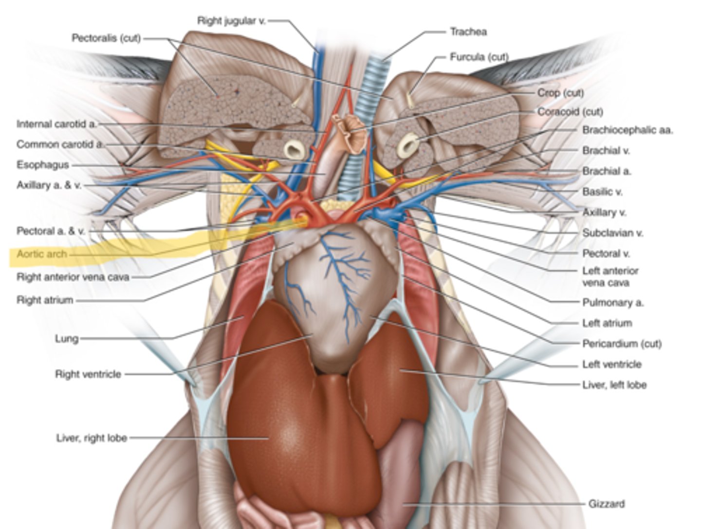 knowt flashcard image