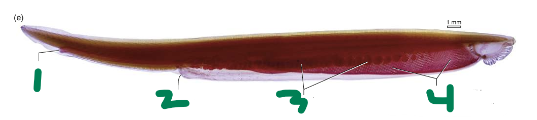 <p>What is 3?</p>