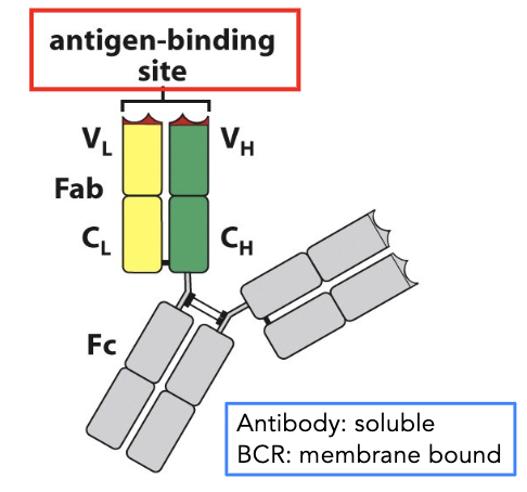 <p><strong>types of antigen receptors</strong></p><ul><li><p>B cell receptors (BCR) are _____ and can be either cell-associated or soluble (antibodies)</p><ul><li><p>they have 2 identical antigen-binding sites, and each B cell is specific for a single antigen</p></li></ul></li></ul><p></p>