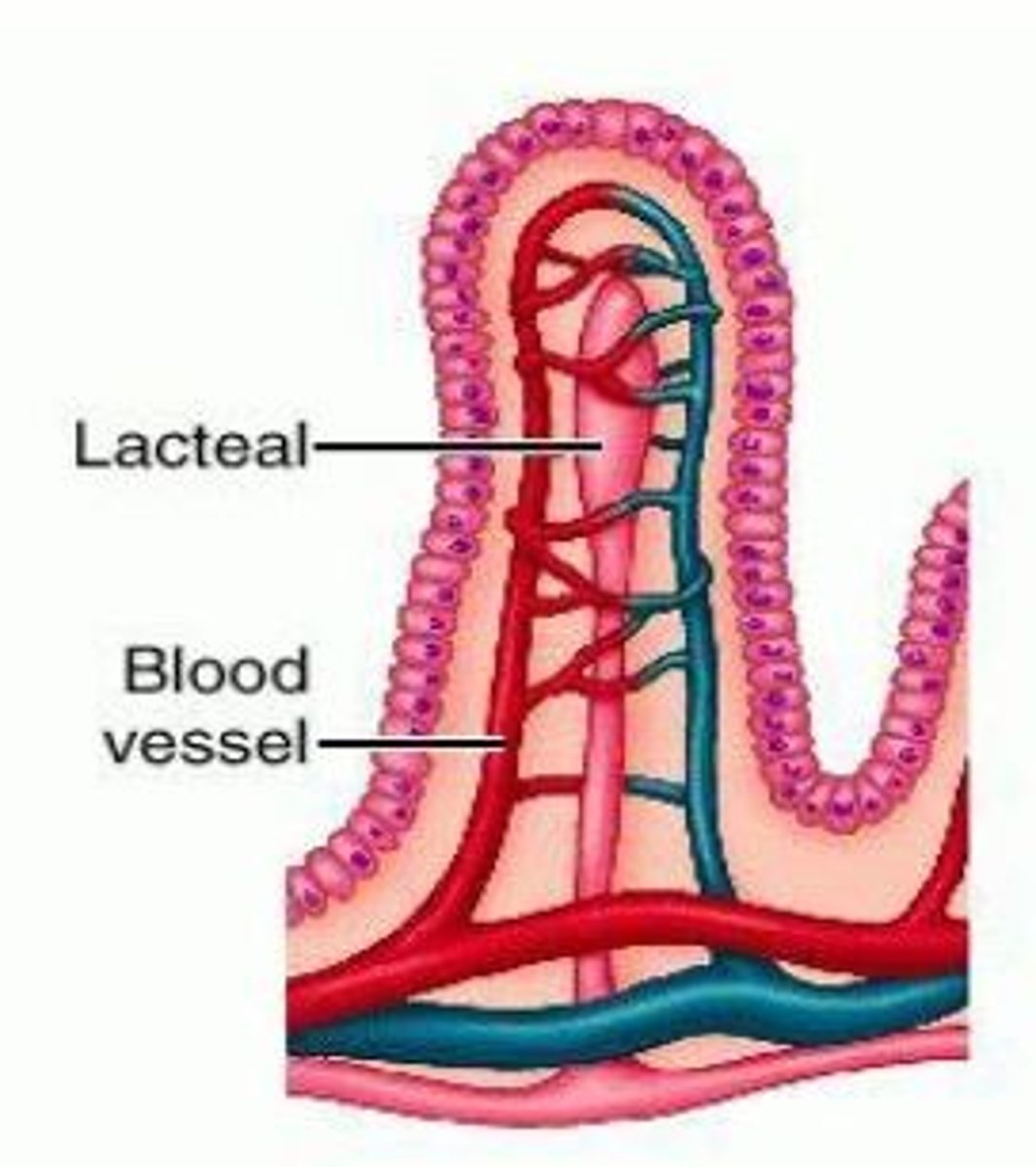 <p>-the arterial and venous blood flow in the villi are in <strong>OPPOSITE DIRECTION</strong><br>-Blood oxygen diffuses directly from the capillaries into the venules <strong>WITHOUT the NEED TO REACH THE TIP OF THE VILLI</strong></p>
