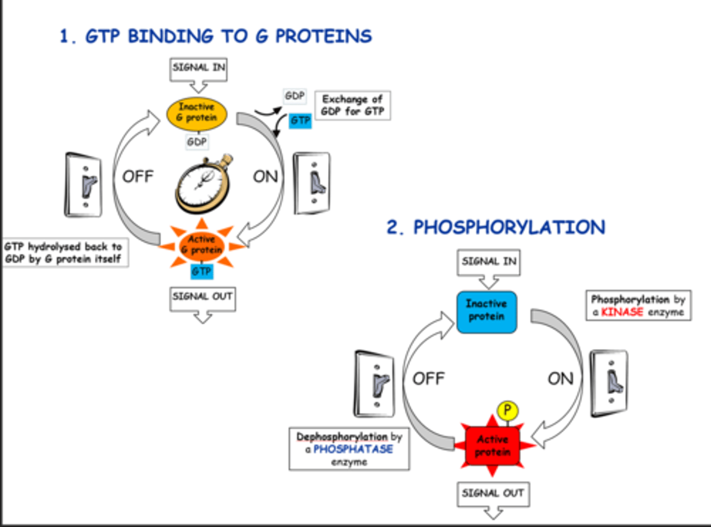 <p>-GTP binding to G proteins</p><p>-Phosphorylation of a protein directly by a kinase enzyme</p>