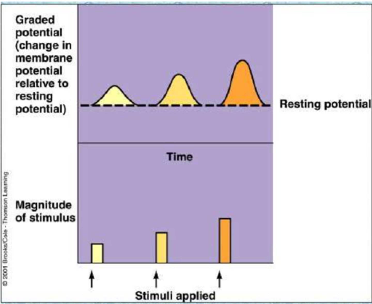 <p>local graded potentials</p><p>-stimulus strength, more likely to fire action potentials when stronger</p>