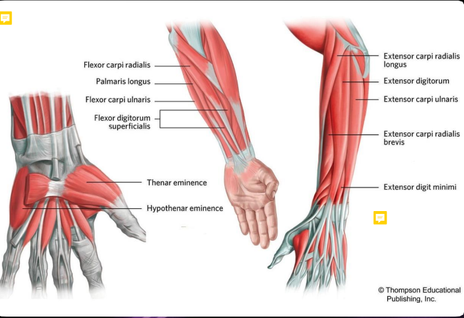 Origin: Medial epicondyle (Flexors), Lateral epicondyle (Extensors)

Insertion: Metacarpals and phalanges

Function: Flex wrist (Flexors), Extend wrist (Extensors)