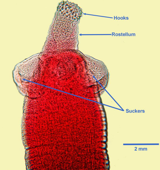 knowt flashcard image