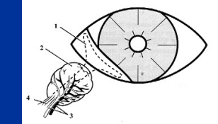 <p>Nictitating Membrane</p>