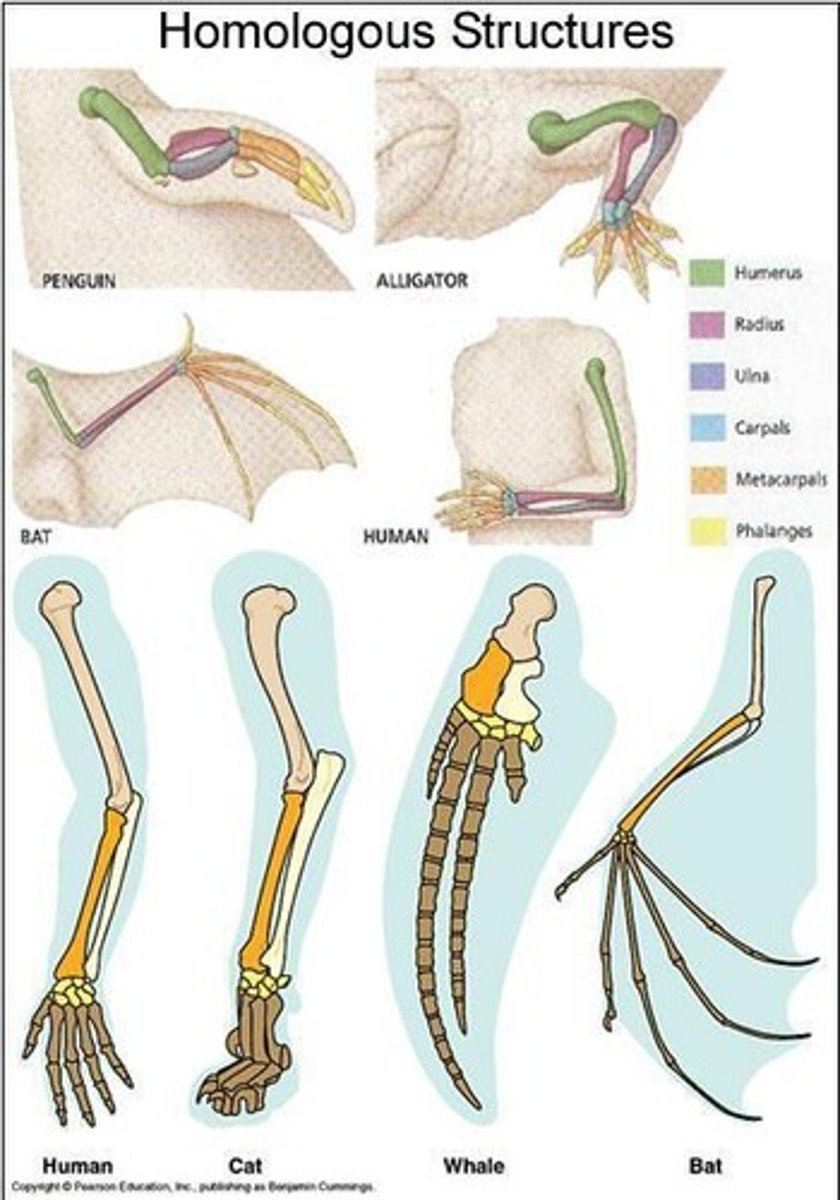 <p>Similar structures in species sharing a common ancestor</p>