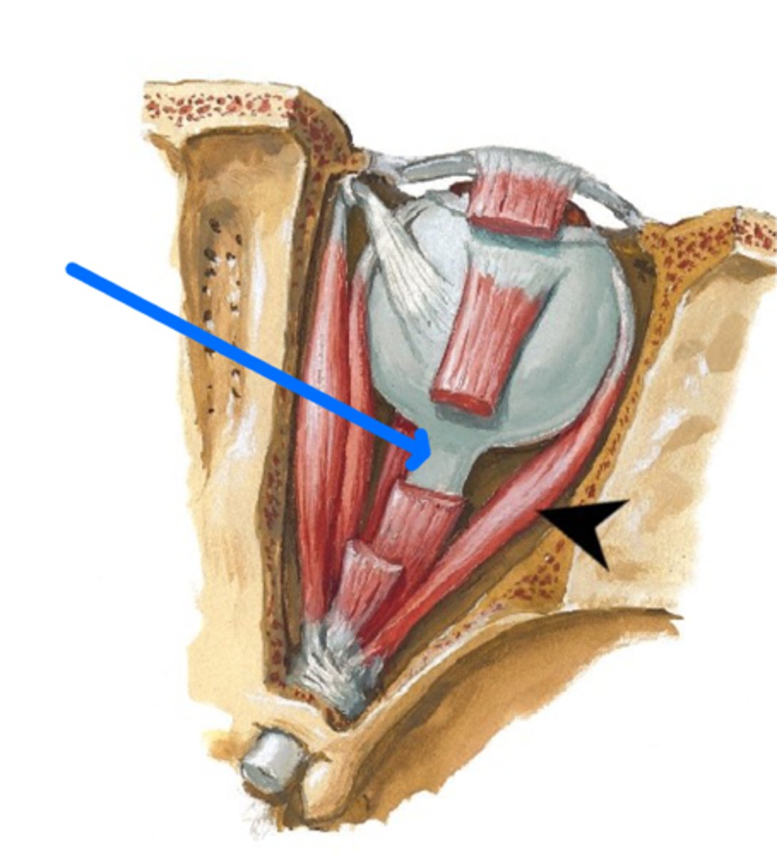<p>What is this structure?</p>