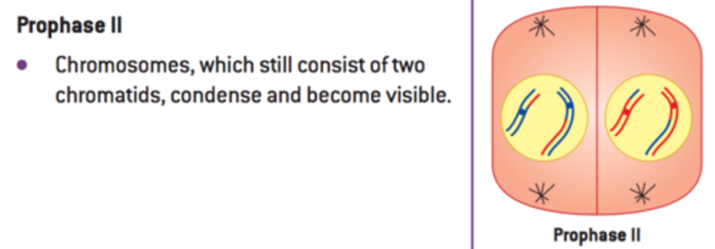 <p>1) Spindle forms, nuclear envelope disappears 2) NO CROSSING OVER 3) Kinetochores attach to microtubules</p>
