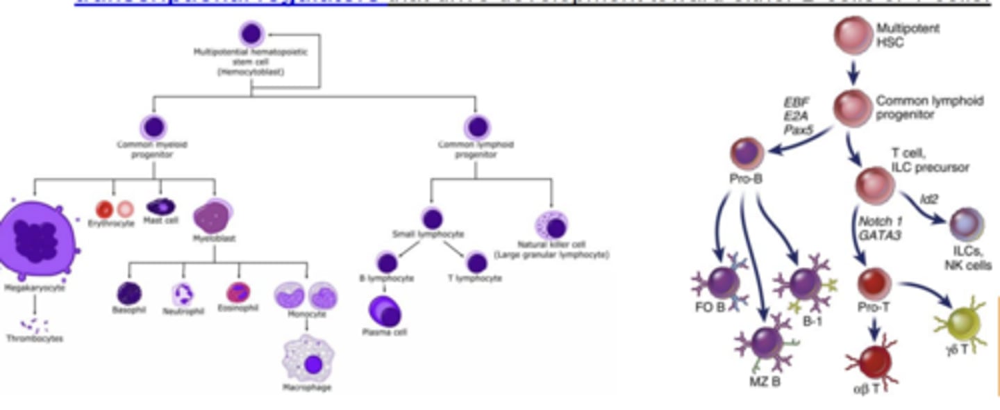 <p>1. Commitment to the B and T cell lineages</p>