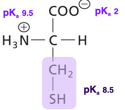 <p>polar, uncharged, sulfur side group (sulfyhydryl), H-bonds usually donating. Forms disulphide bonds with another Cys</p>