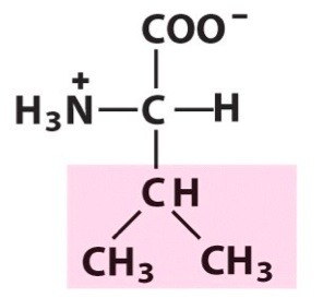 <ul><li><p>Val, V</p></li><li><p>nonpolar</p></li><li><p>aliphatic and hydrophobic R group</p></li></ul><p></p>