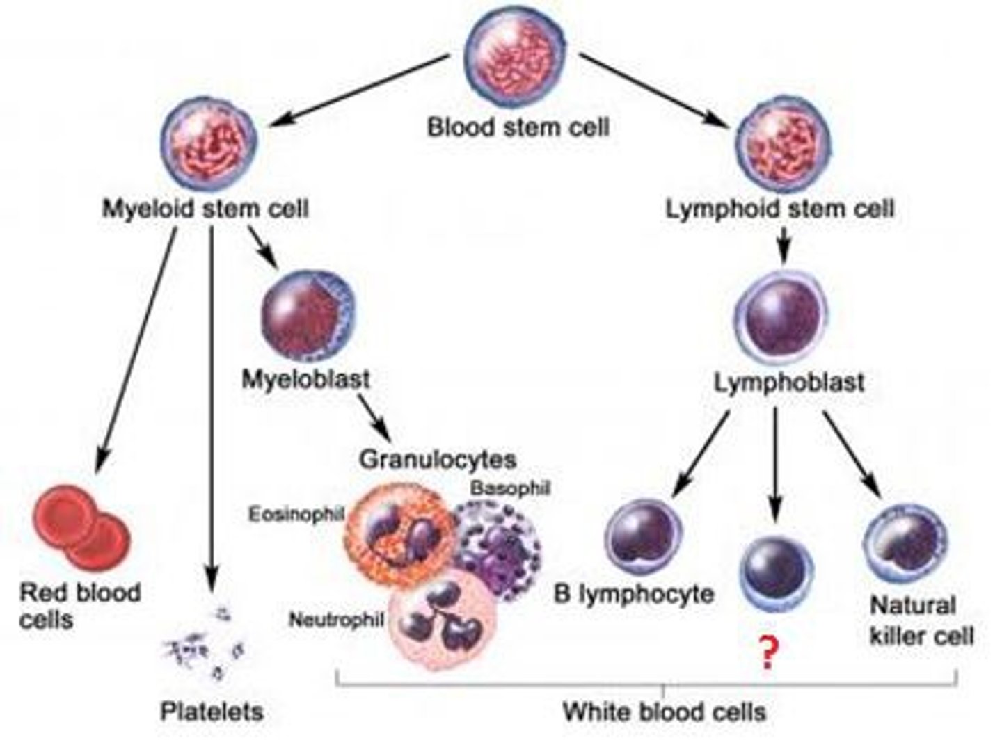 <p>lymphocytes (t &amp; b cells)</p>