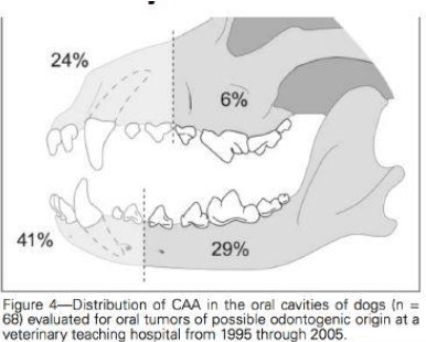 <p>7-10 yrs, more common in dogs than cats </p>