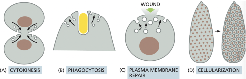 <p>**Need to do this when a cell isn’t growing; need amt of membrane being removed from plasma membrane to = amt of membrane being added via vesicle fusion </p><ol><li><p><strong>Cytokinesis</strong>→ at the end of this, the combined surface area of the two daughter cells is greater than the mother cell, thus, the membrane must be added</p></li><li><p><strong>Phagocytosis of large particles</strong>→ requires addition of membrane to the surface, since a large amt was taken in</p></li><li><p>If a cell is<strong> wounded</strong> (creating a hole in the plasma membrane), a large amount of membrane may be delivered to the surface to facilitate repair</p></li><li><p><strong>Cellularization</strong>→ during early<em> Drosophila</em> development, there are many rounds of nuclear division without cytokinesis, resulting in<em><u> syncytium:</u></em> thousands of nucleus surrounded by one plasma membrane</p><ol><li><p>this is followed by <em><u>cellularization</u></em>, when every nucleus gets its own plasma membrane</p></li></ol></li></ol><p></p>
