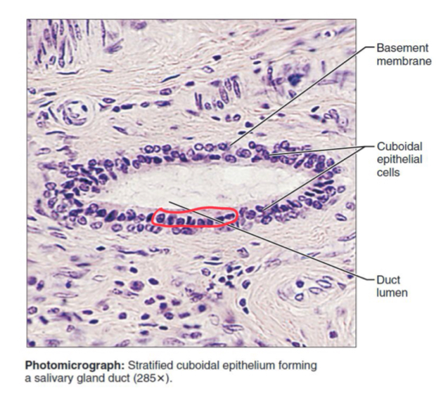 <p>Stratified Cuboidal Epithelium </p>