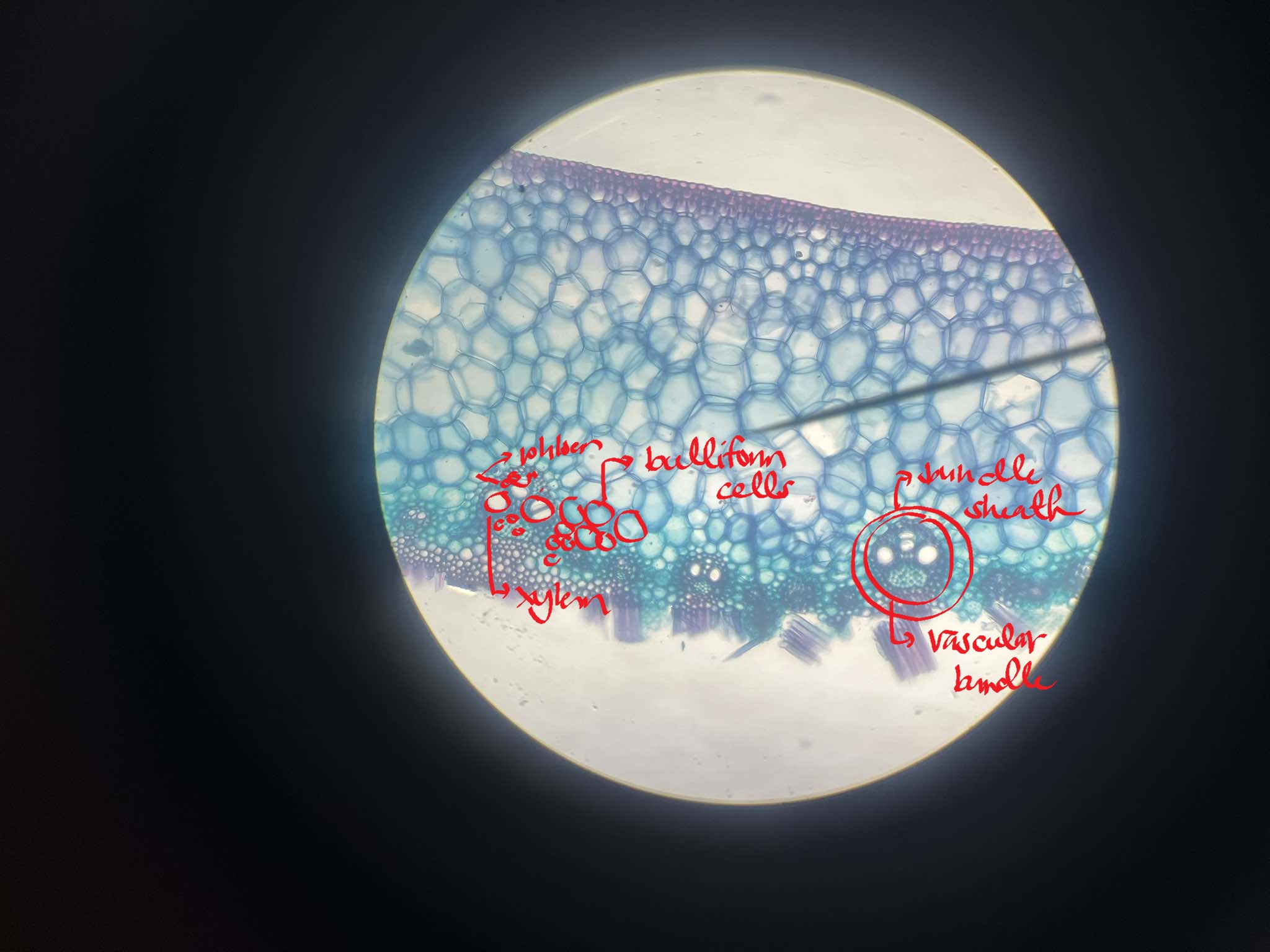 <p>identify the specimen</p>