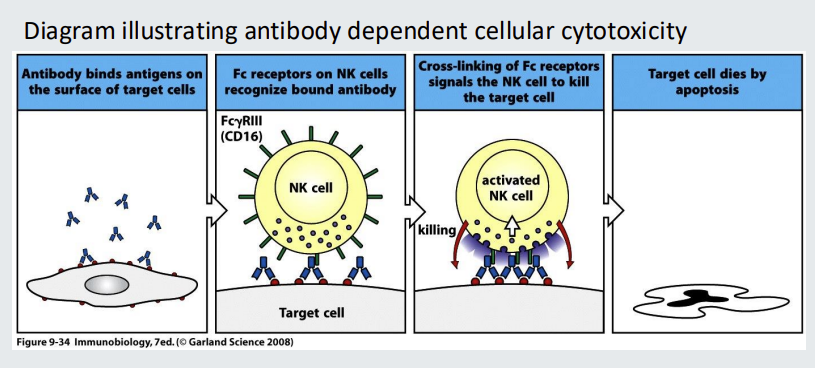 <p>ADCC stands for ‘antibody dependent cellular cytotoxicity’ <strong>IgG</strong> antibody bound to a target cell can be recognized by <strong>Natural Killer (NK) </strong>cells via their Fc<sup>g</sup> receptors The NK cells with<em> cross-linked</em> Fc receptors can the secrete cytotoxic granules into the <mark data-color="#b4ffbd" style="background-color: rgb(180, 255, 189); color: inherit;">synapse</mark>, resulting in the death of the target cell.</p>