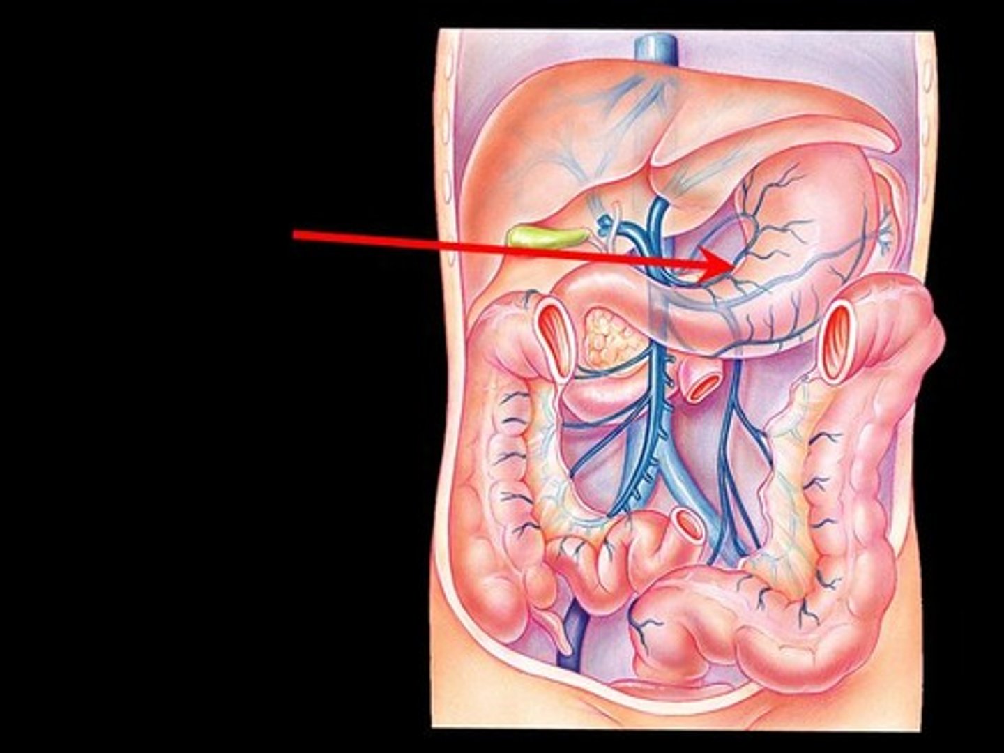 <p>drains blood from the lesser curvature of the stomach into the hepatic portal vein; forms a loop with the left gastric vein</p>