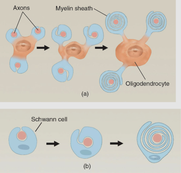 <ul><li><p>In the CNS, myelin is created by oligodendrocytes</p></li><li><p>In the PNS myelin is created by Schwann cells</p></li><li><p>Each Schwann cell provides one myelin </p></li></ul><p></p>