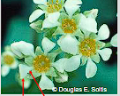 <p>Apopetalous</p>