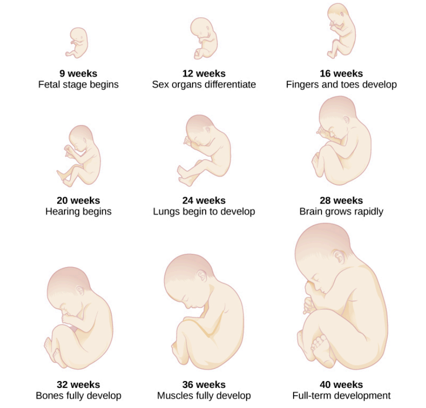 <ul><li><p>When the organism is about nine weeks old, the embryo is called a <strong>fetus</strong>. At this stage, the fetus is about the size of a kidney bean and begins to take on the recognizable form of a human being as the “tail” begins to disappear.</p></li><li><p>From 9–12 weeks, the sex organs begin to <u>differentiate</u>. </p></li><li><p>At about 16 weeks, the fetus is approximately 4.5 inches long. Fingers and toes are fully developed, and fingerprints are visible. </p></li><li><p>By the time the fetus reaches the sixth month of development (24 weeks), it weighs up to 1.4 pounds. Hearing has developed, so the fetus can respond to sounds. The internal organs, such as the lungs, heart, stomach, and intestines, have formed enough that a fetus born prematurely at this point has a chance to survive outside of the mother’s womb. </p></li><li><p><strong><u>Throughout the fetal stage the brain continues to grow and develop, nearly doubling in size from weeks 16 to 28</u></strong>. </p></li><li><p>Around 36 weeks, the fetus is almost ready for birth. It weighs about 6 pounds and is about 18.5 inches long, and by week 37 all of the fetus’s organ systems are developed enough that it could survive outside the uterus without many of the risks associated with premature birth. </p></li><li><p>The fetus continues to gain weight and grow in length until approximately 40 weeks. By then, the fetus has very little room to move around and birth becomes imminent</p></li></ul><p></p>