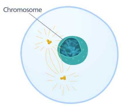 <p>Prophase </p>