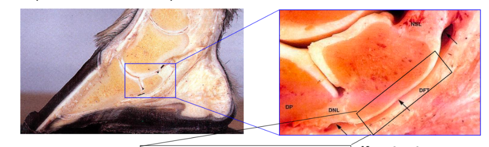 <p>Navicular bursa</p><p>Plus navicular ligaments</p><p></p>