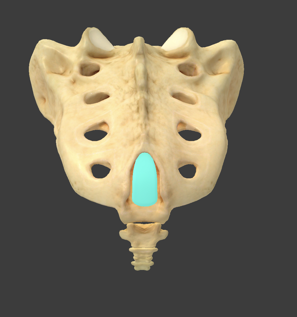 <p>what component of the sacrum is this?</p>