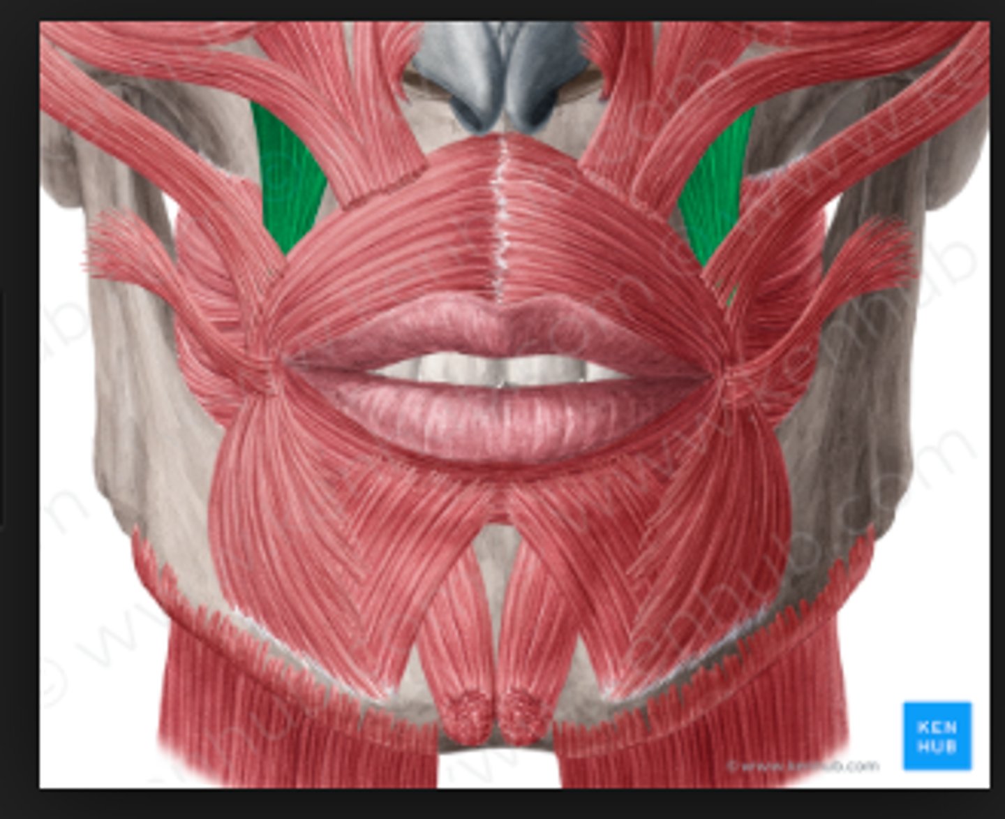 knowt flashcard image