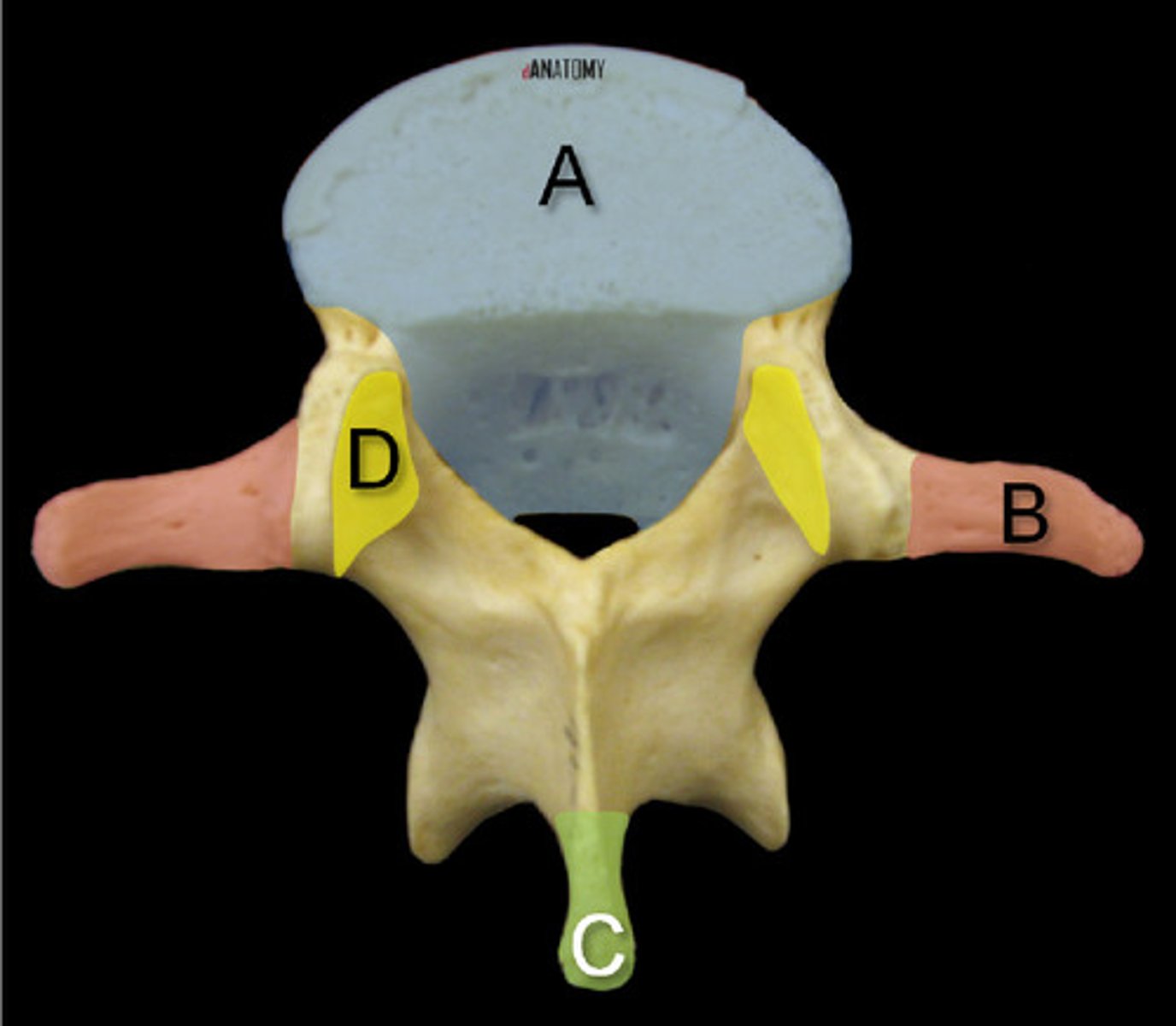 <p>The last 5 vertebrae of the spine (L1-5); Can be differentiated by its appearance of a moose when looked at posteriorly and its apparent transverse processes</p>
