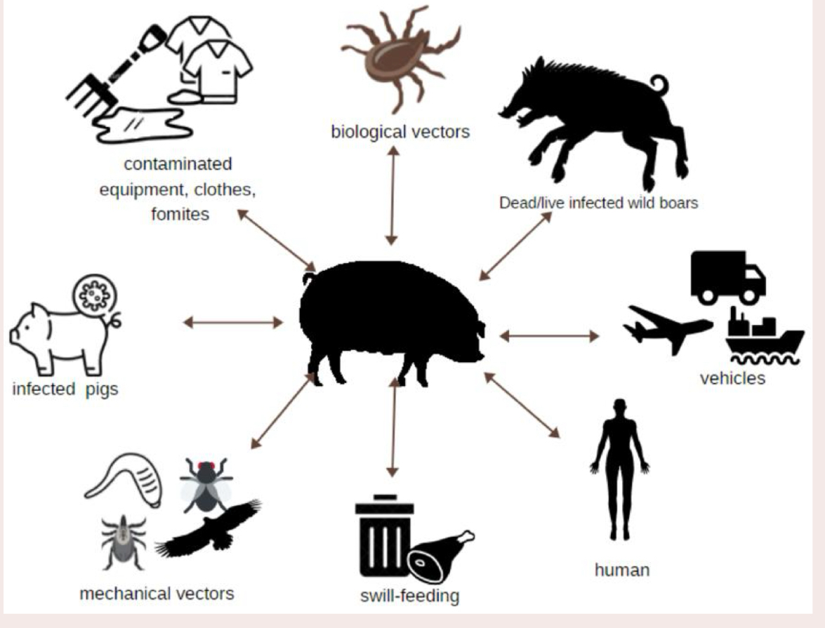 <p>Legal </p><ul><li><p>movement of domestic swine from neighboring countries </p></li><li><p>imported animals, animal biproducts, and feed from endemic areas that were poorly treated… required permit upon entry </p></li></ul><p>Illegal </p><ul><li><p>improper border security </p><ul><li><p>into non-endemic areas </p></li></ul></li><li><p>bioterrorism </p><ul><li><p>pathogen is stable in frozen products </p></li></ul></li></ul><p>major consequences?</p><p>crippling economic loss!</p><p></p>