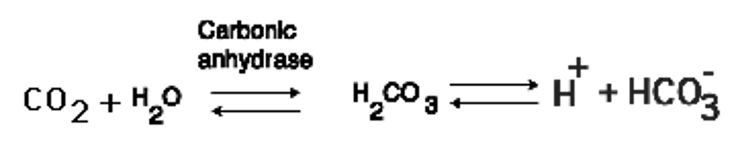 <p>enzyme that catalyzes the reaction between carbon dioxide and water to form carbonic acid</p>