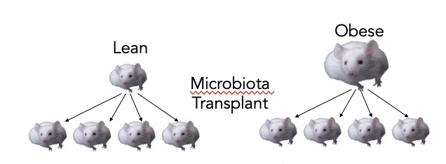 <p><span style="font-family: "Avenir Book";"><strong><span>Microbiota transplantation can cause weight gain</span></strong></span></p>