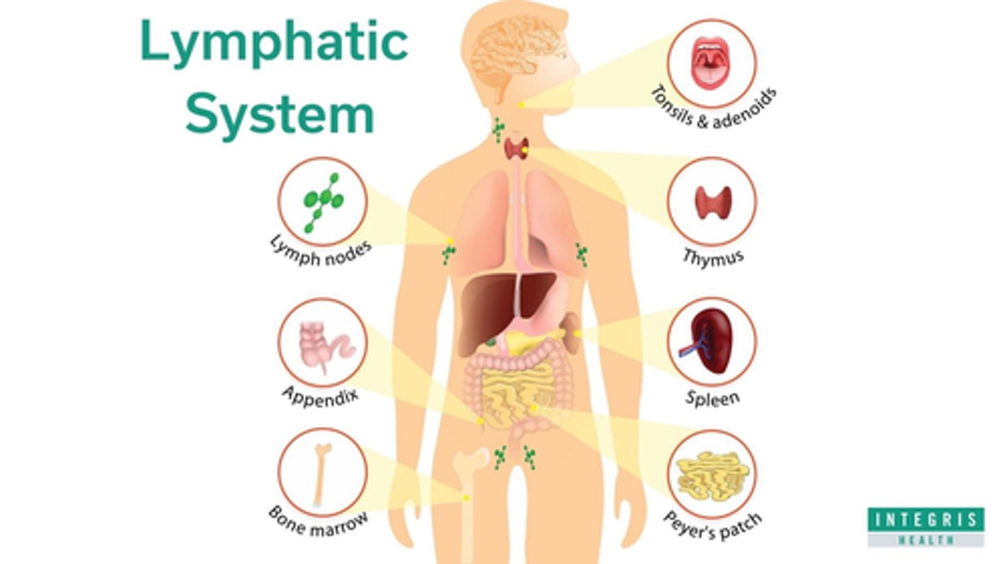 <p>lymph, lymph vessels, lymphatic tissues, lymphatic organs, thymus gland</p>