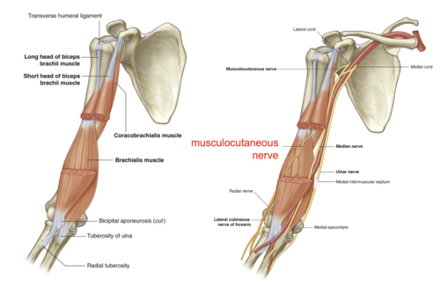 <p>3 muscles of anterior compartment of arm</p>