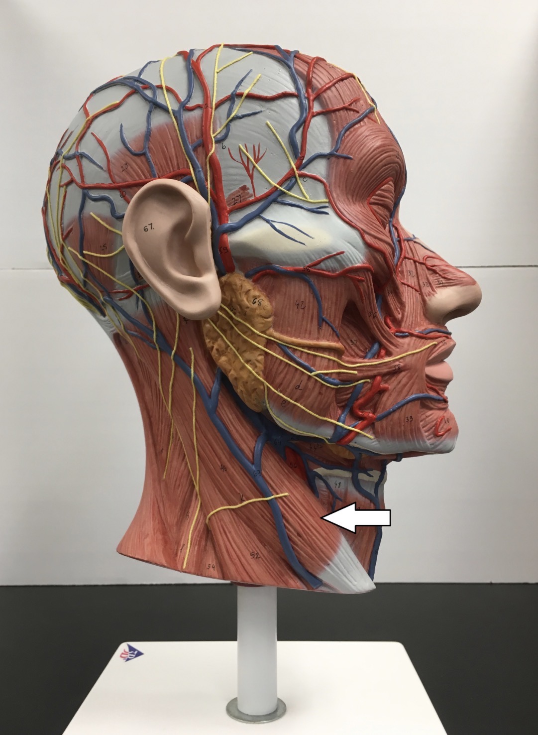 <p><span>Name the muscle labeled with the white arrow below AND name ONE action .</span></p>