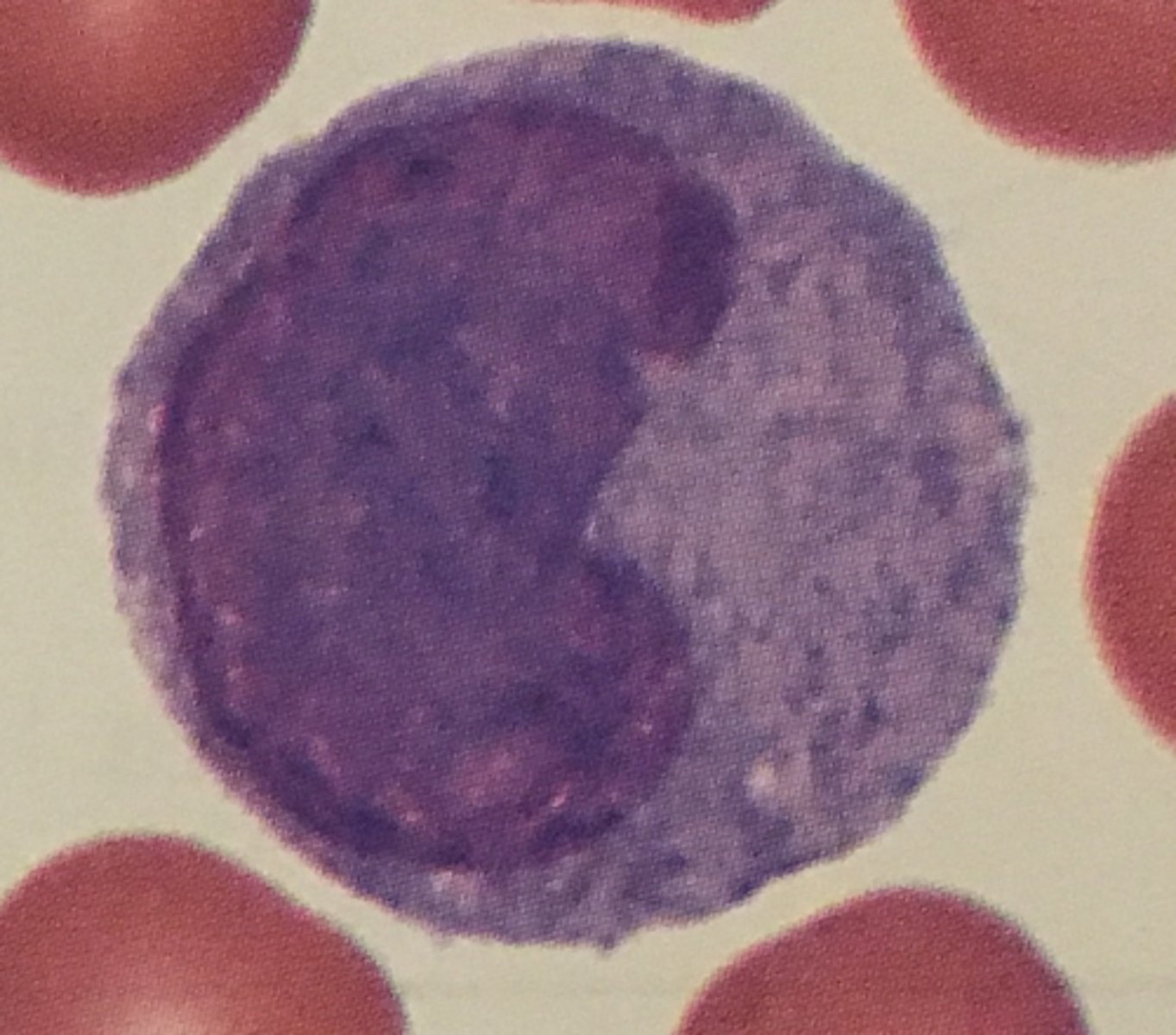 <p>Identify this leukocyte and it's functions</p>