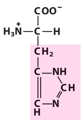 <p>positively charged polar</p>