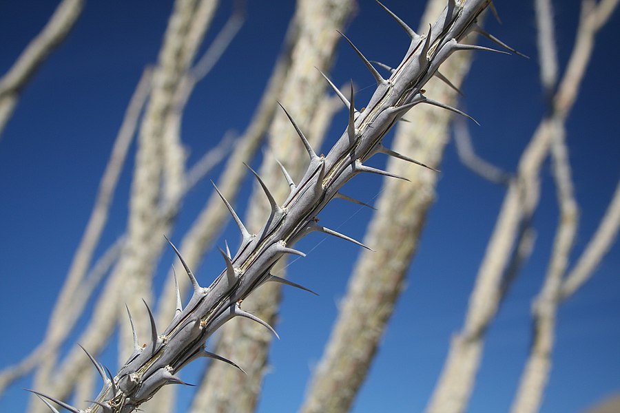 <p>Is this a thorn, prickle, or spine?</p>