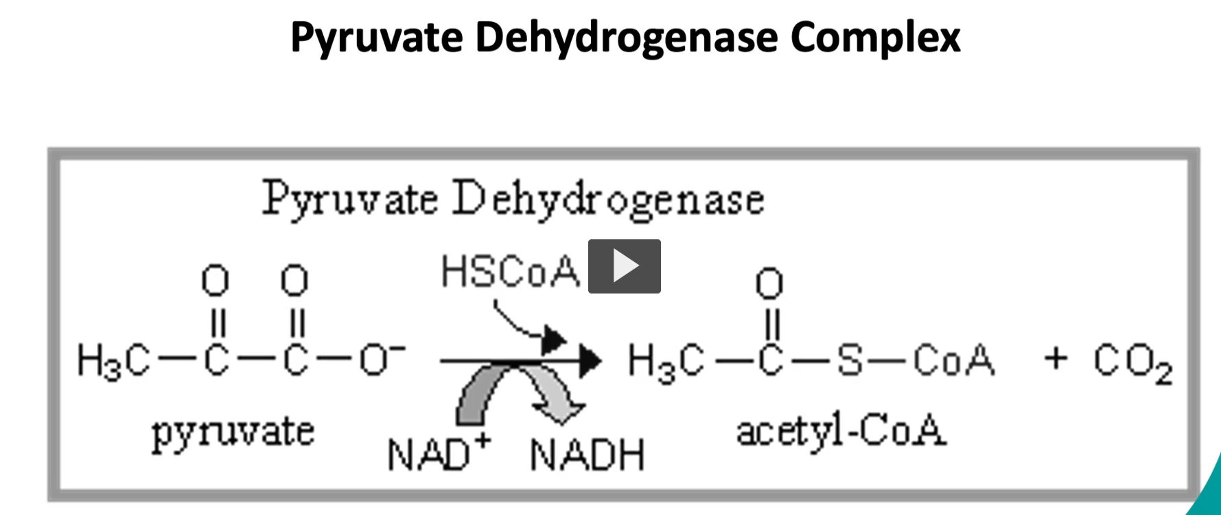 <p>here is the pyruvate dehydrogenase complex, where the<strong> pyruvate</strong> on the left side<strong> is oxidized</strong> →<strong> acetyl-CoA</strong> and <strong>Co2</strong> on the right side.</p><p>-this occurs via <strong>oxidative decarboxylation</strong>.</p><p>(<strong>pyruvate</strong> undergoes <strong>oxidative decarboxylation</strong>). </p><p>-since this<strong> pyruvate</strong> comes<strong> from glycolysis</strong>, there are <strong>two molecules of pyruvate</strong> entering this process, it is <strong>NECESSARY</strong> to <strong>remember to MULTIPLY BY 2.</strong></p>