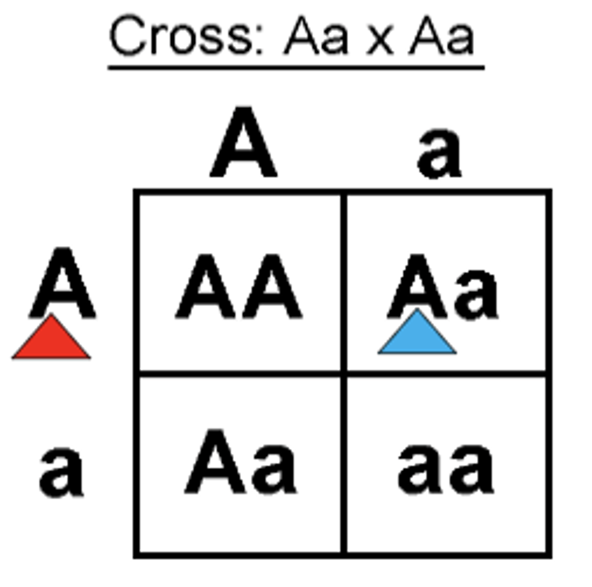 <p>C. Allele in an offspring genotype</p>