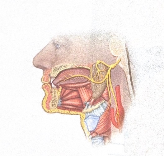 <p>Name this cranial nerve</p>