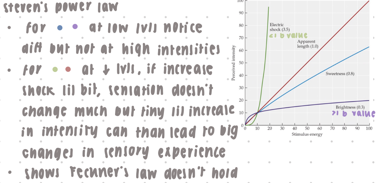 <ul><li><p>each sensory experience is related to stimulus intensity by a specific exponent </p></li><li><p>nature of the relationship, or “power func” or decreasing, depending on exponent </p></li><li><p>NOTE: for exponents &gt;1, Fechner’s law does NOT hold, use Steven’s power law</p></li><li><p>graph:</p></li><li><p>for blue and purple: at low lvl notice diff but not at high intensities </p></li><li><p>for green n red: at low lvls, if increase shock a lil bit, sensation doesn’t change much but tiny lil increase in intensity can than lead to big changes in sensory experience </p></li><li><p>shows Fechner’s law does NOT hold</p></li></ul>