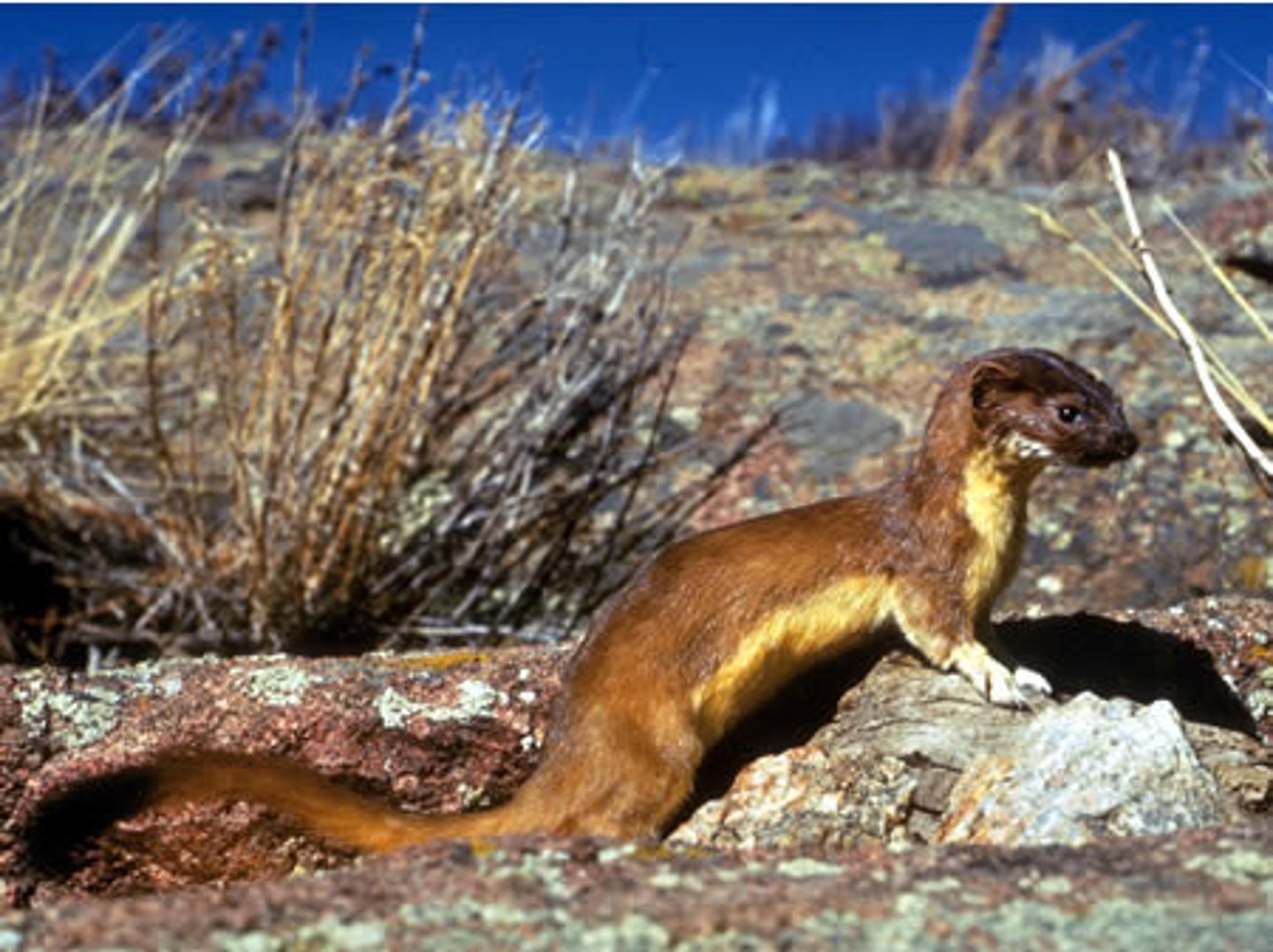 <p>Long tailed weasel</p>