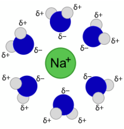 <p>For these substances to move into a membrane, the water</p><p>molecules must be removed, a process that requires</p><p>energy.</p>