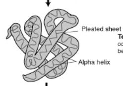 <p>Chains of both the pleated sheets and alpha helixes together that involve r groups</p>