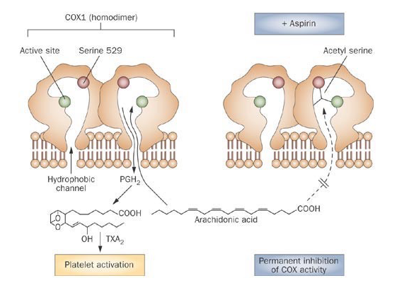 <ul><li><p><span><span>Irreversible, non-competitive inhibitor.</span></span></p></li><li><p><span><span>Covalently acetylates a serine residue in the COX active site, permanently inactivating the enzyme.</span></span></p></li><li><p><span><span>In platelets, effect lasts for the full platelet lifespan (~10 days) → long-lasting</span></span></p></li></ul><p></p>