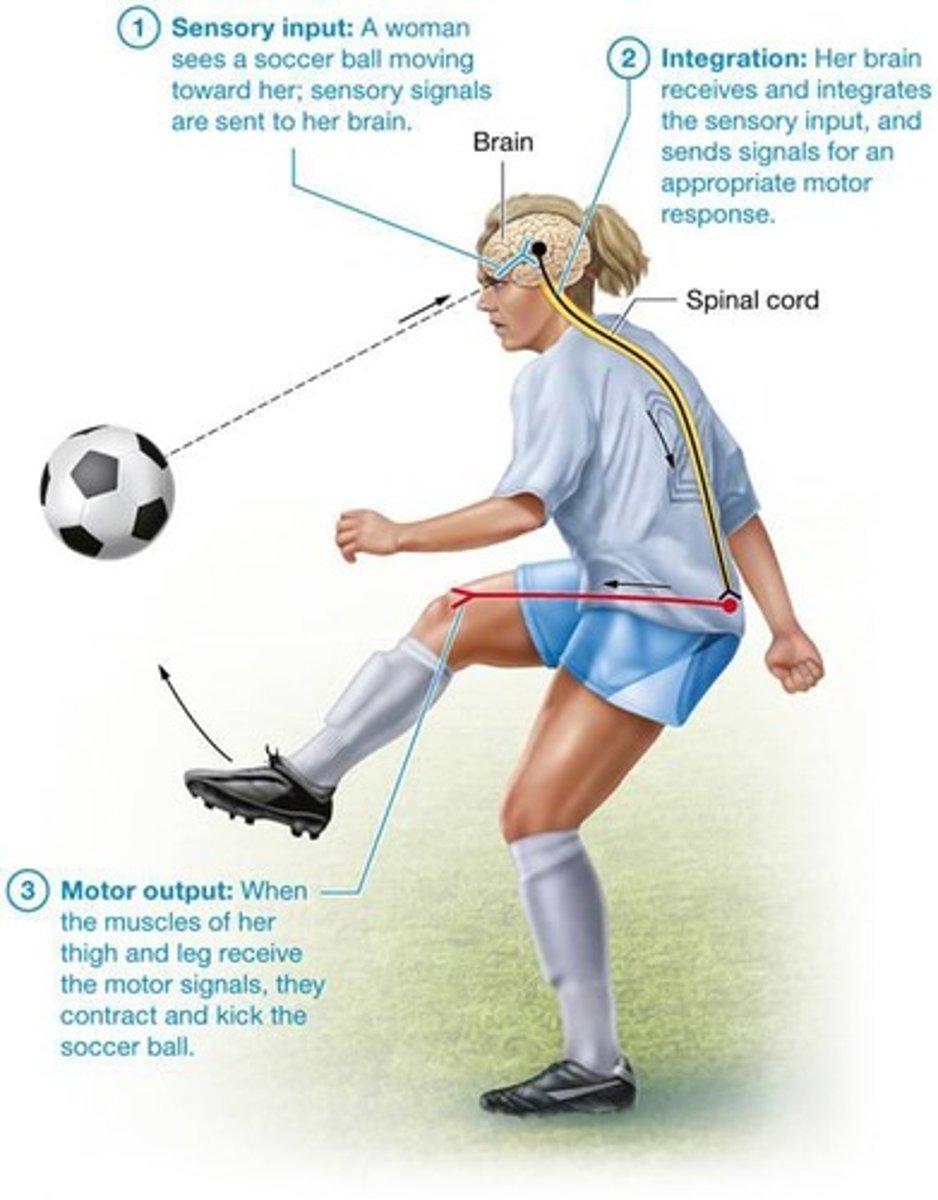 <p>Sensory, integrative, and motor functions.</p>